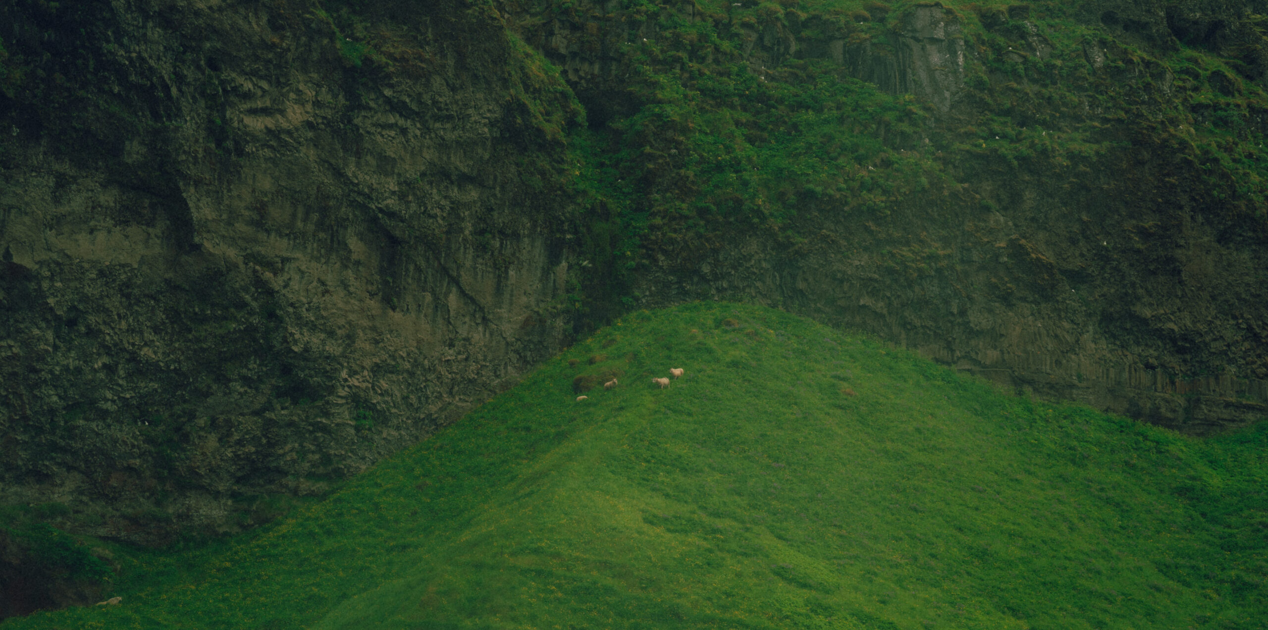 A few sheep in Iceland.